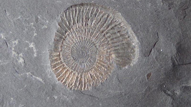 Fossilien: kleine Fossilien Sammlung – Gebraucht aus Rickenbach BL von Oktober68 4