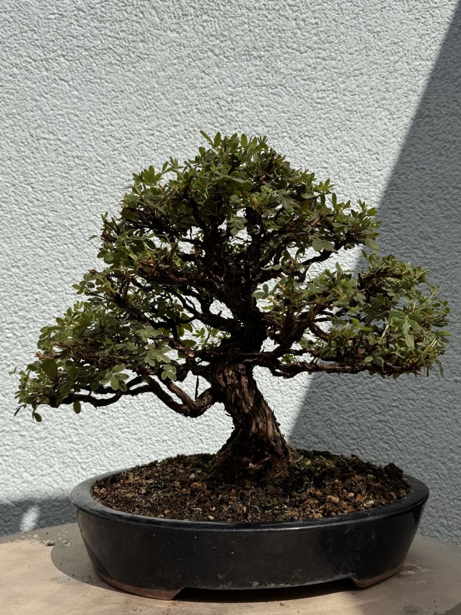 Pflanzen & Samen: Bonsai/Potentilla Fünffingerstrauch – Gebraucht aus Münchwilen TG von baluzi3 2