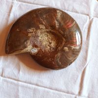 Ammonit Fossil