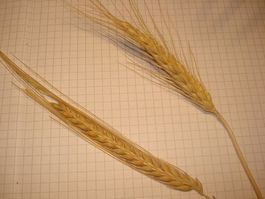 Petit épeautre - Triticum monococcum 100