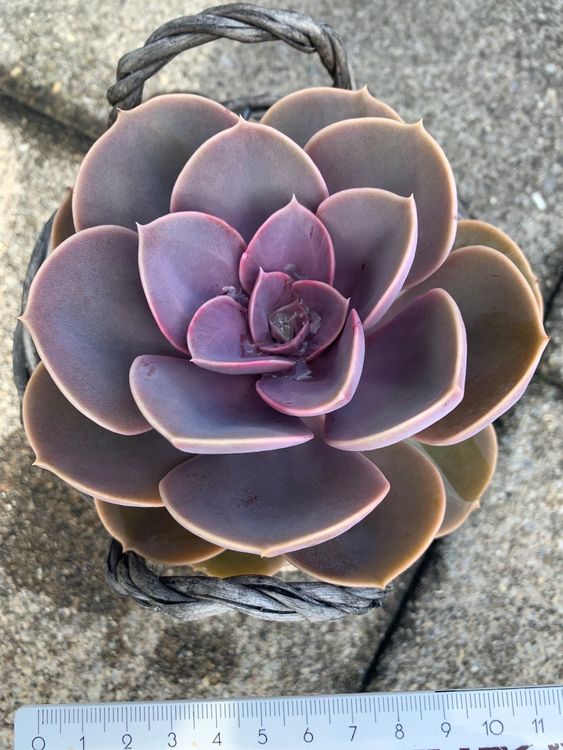 Echeveria „Perle von Nürnberg“ Pflanze im Korb Sukkulente Kaufen auf
