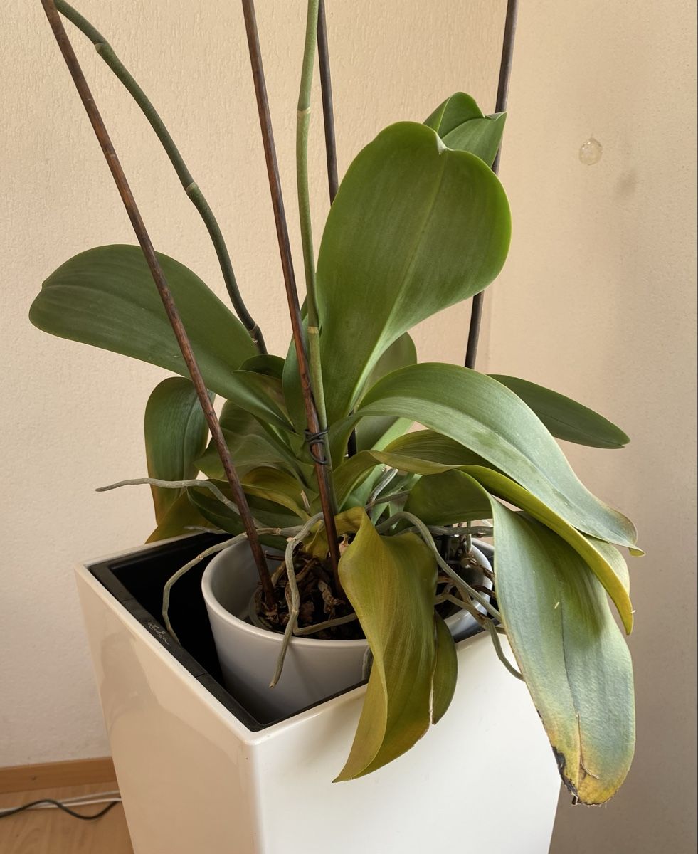 Piante & sementi: Grosse Orchidee Phalaenopsis weiss, 76 cm – Usato da Buochs venduto da H16 1