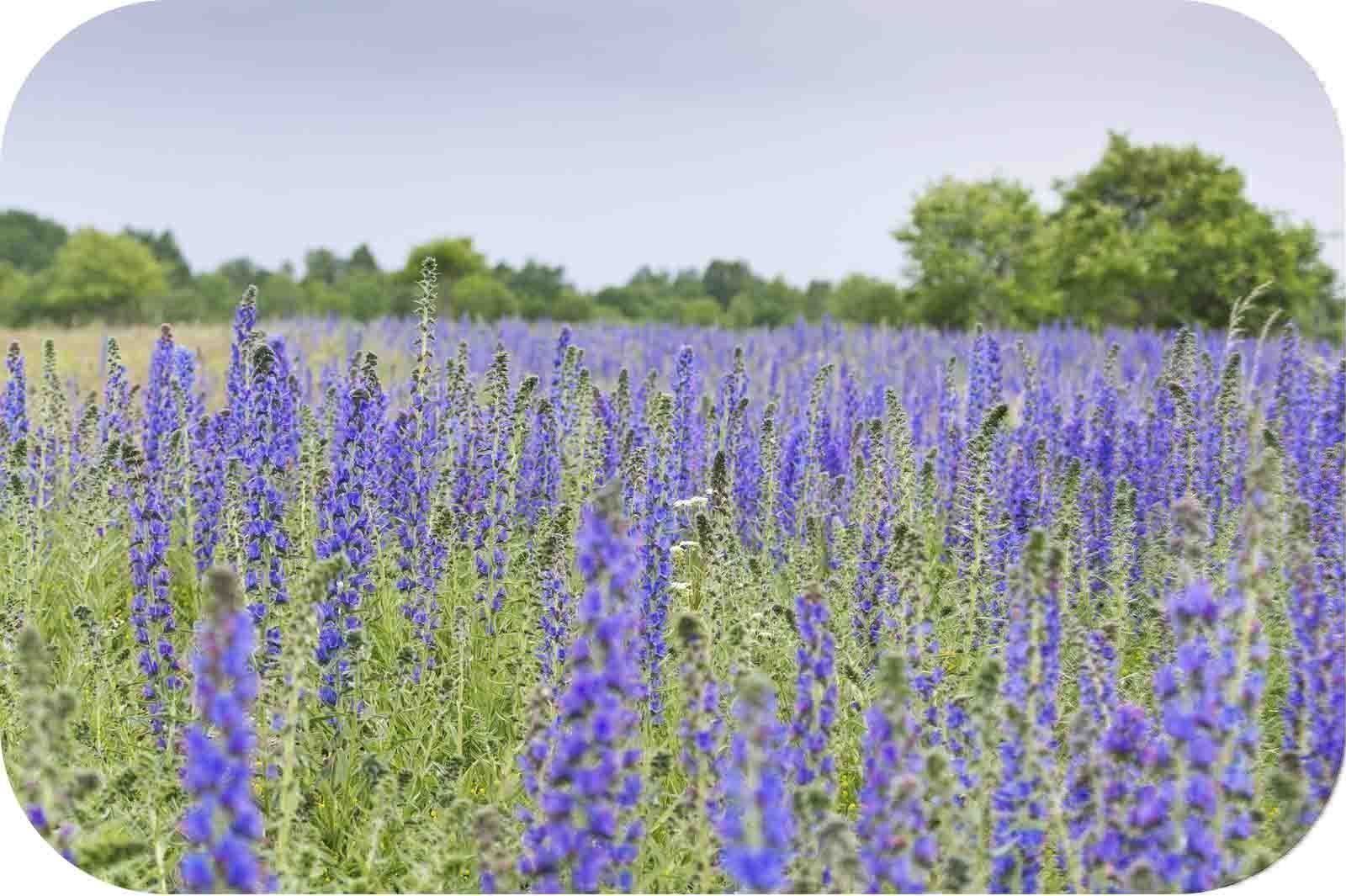 Piante & sementi: 100 Samen Blauer Natternkopf Wildblume – Nuovo (secondo la descrizione) da Ehrendingen venduto da VerveinaSamen 6