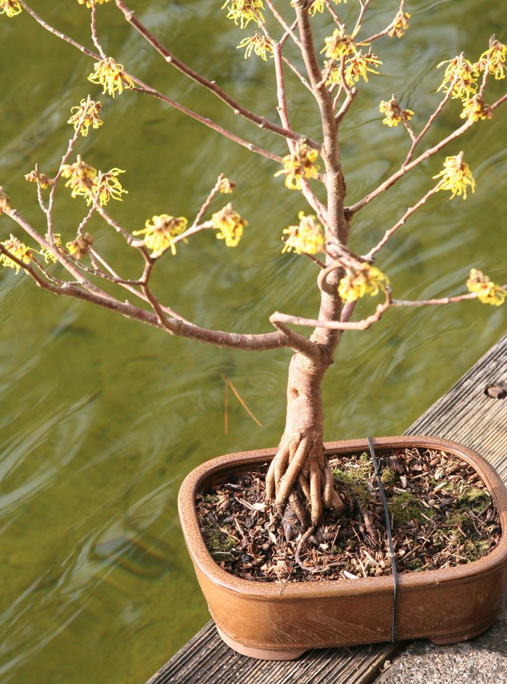 BONSAI - Zaubernuss (Neu (gemss Beschreibung)) in Gretzenbach fr CHF 190   nur Abholung auf Ricardo kaufen