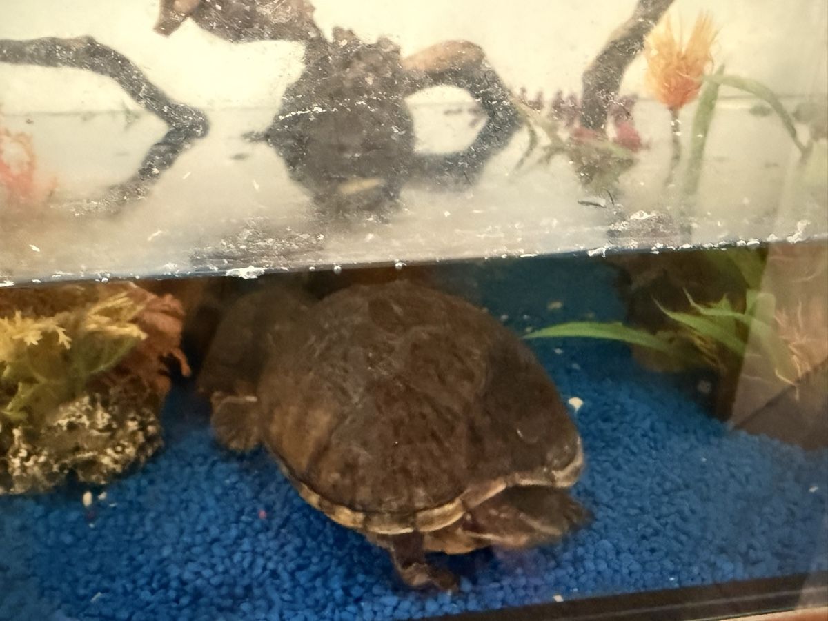 Aquarium: Aquarium, inkl 2 Moschusschildkröten – Gebraucht aus Weite von kocherhansm 3