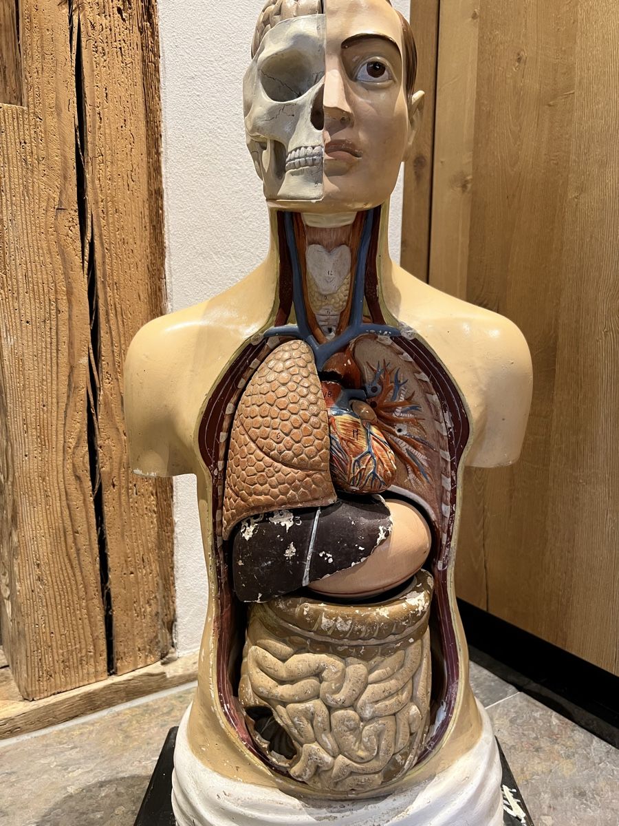 Kit di modellismo & Modellini statici: Anatomie Modell Mensch Körper Lehrmodell Schul Schnittmodell – Usato da Theilingen venduto da ovi123 1