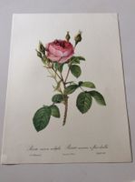 Illustration PJ Redouté