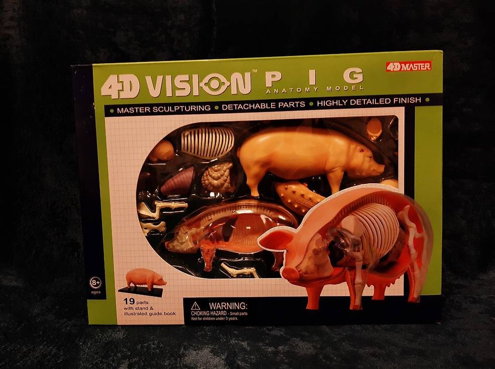 Modèle 4D Animaux Modèle Anatomique Escargot 4D - 32 Pièces