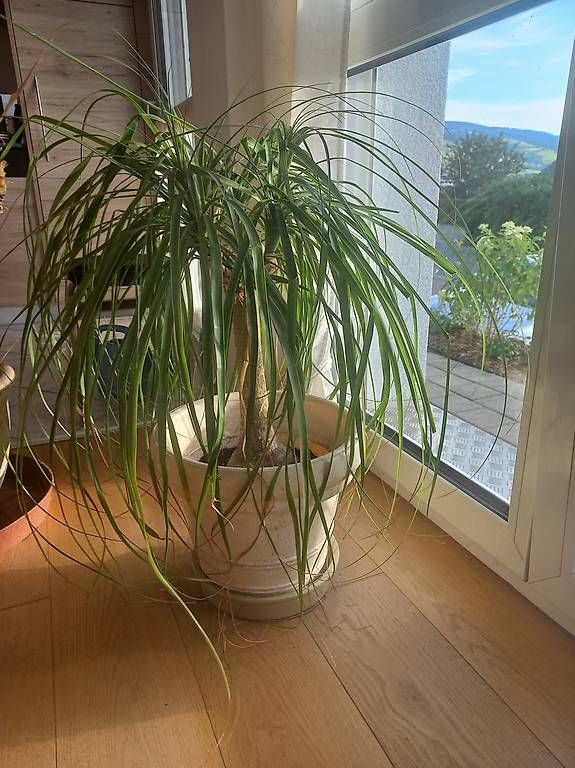 Piante & sementi: 2 Zimmerpflanzen mit Töpfen – Usato da Wattwil venduto da DKgo