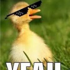 Profile image of Duck-Duck
