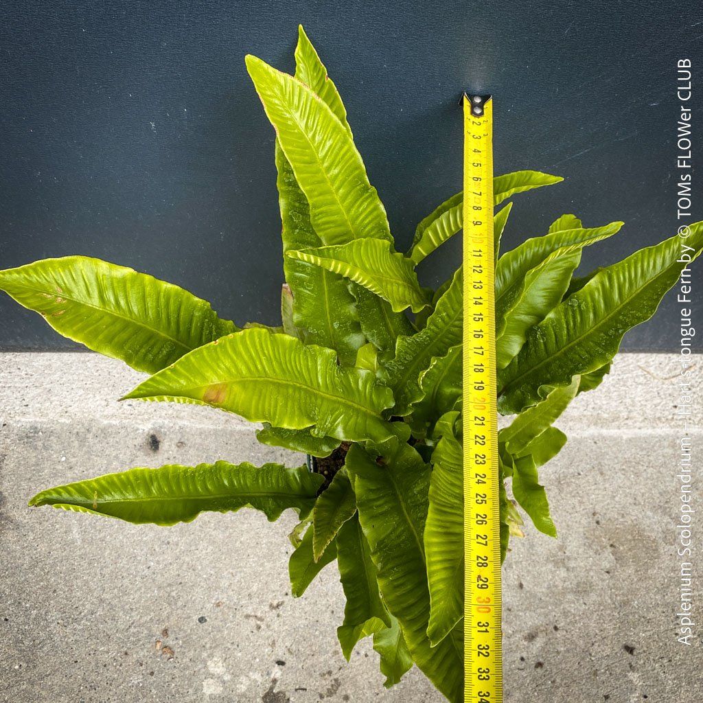 Piante & sementi: ASPLENIUM SCOLOPENDRIUM - immergrüner HIRSCHZUNGENFARN – Nuovo e nell'imballaggio originale da Adliswil venduto da astom369 6