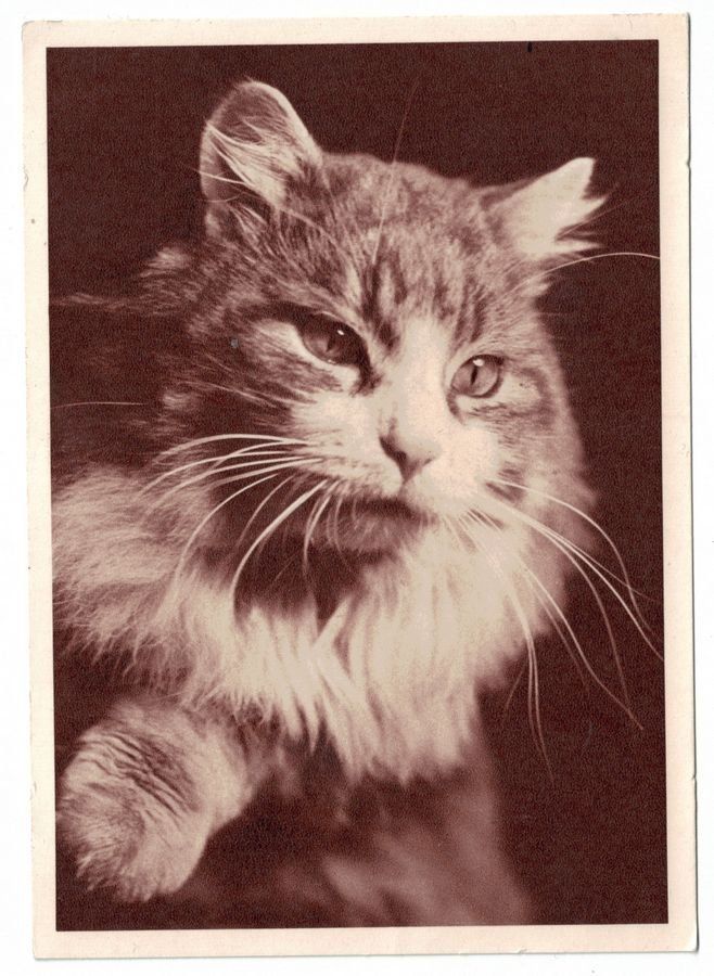 Cartes postales: Büsi – D'occasion à Frauenfeld par POML