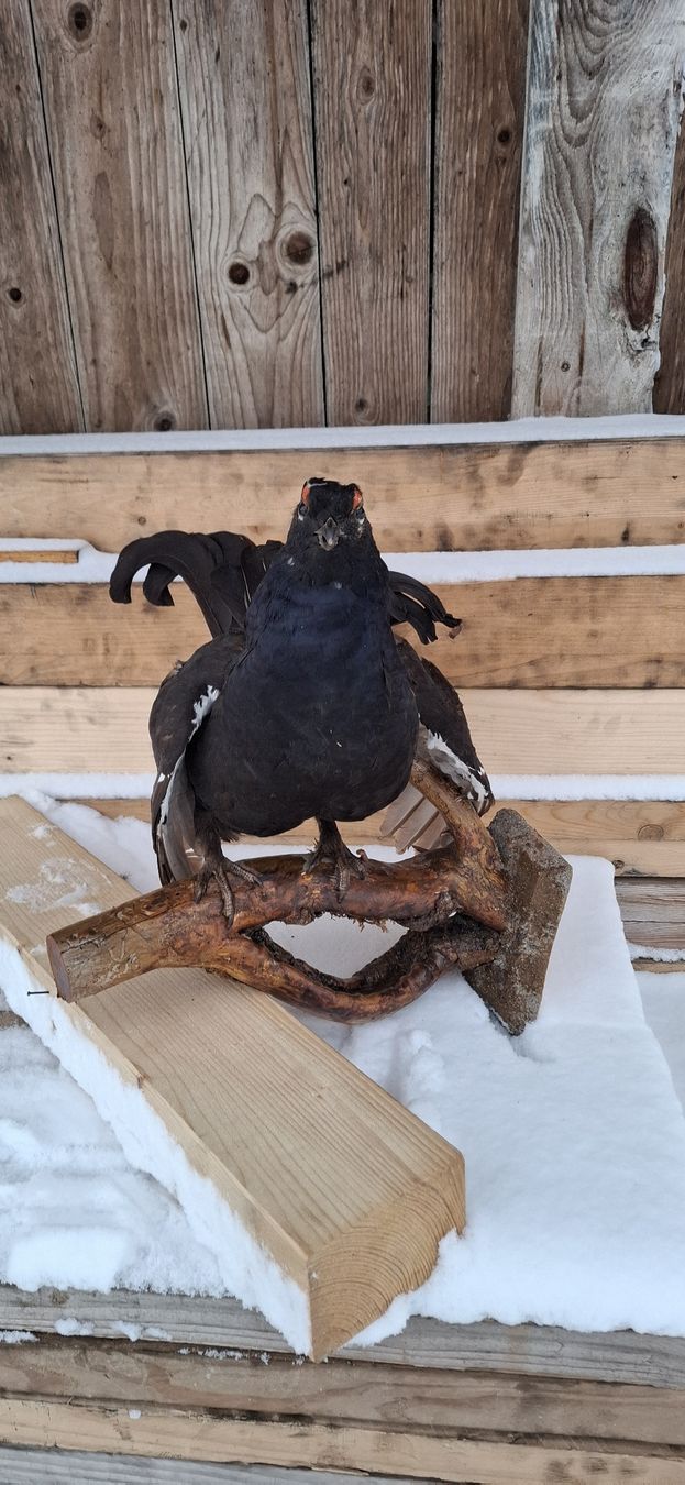 Il mondo degli animali: Aufsitzender präparierter Birkhahn, Top – Usato da Buttisholz venduto da REX001 3