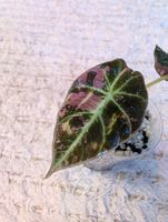 Alocasia Black Velvet Pink Variegata