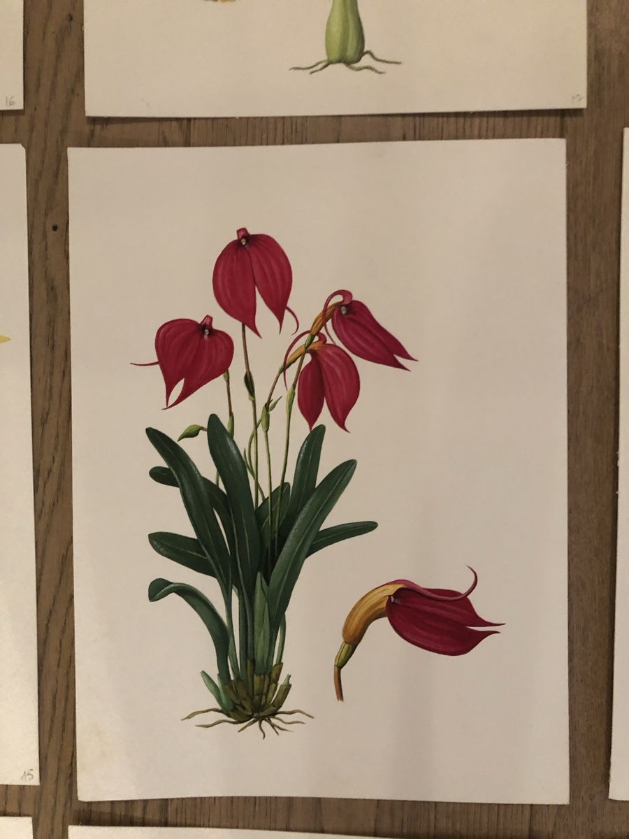 Tableaux: 12 handgemalte Orchideen-Bilder, Originale – D'occasion à Versoix par chr_2rpz 3
