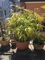 Diverse Balkonpflanzen mit Topf