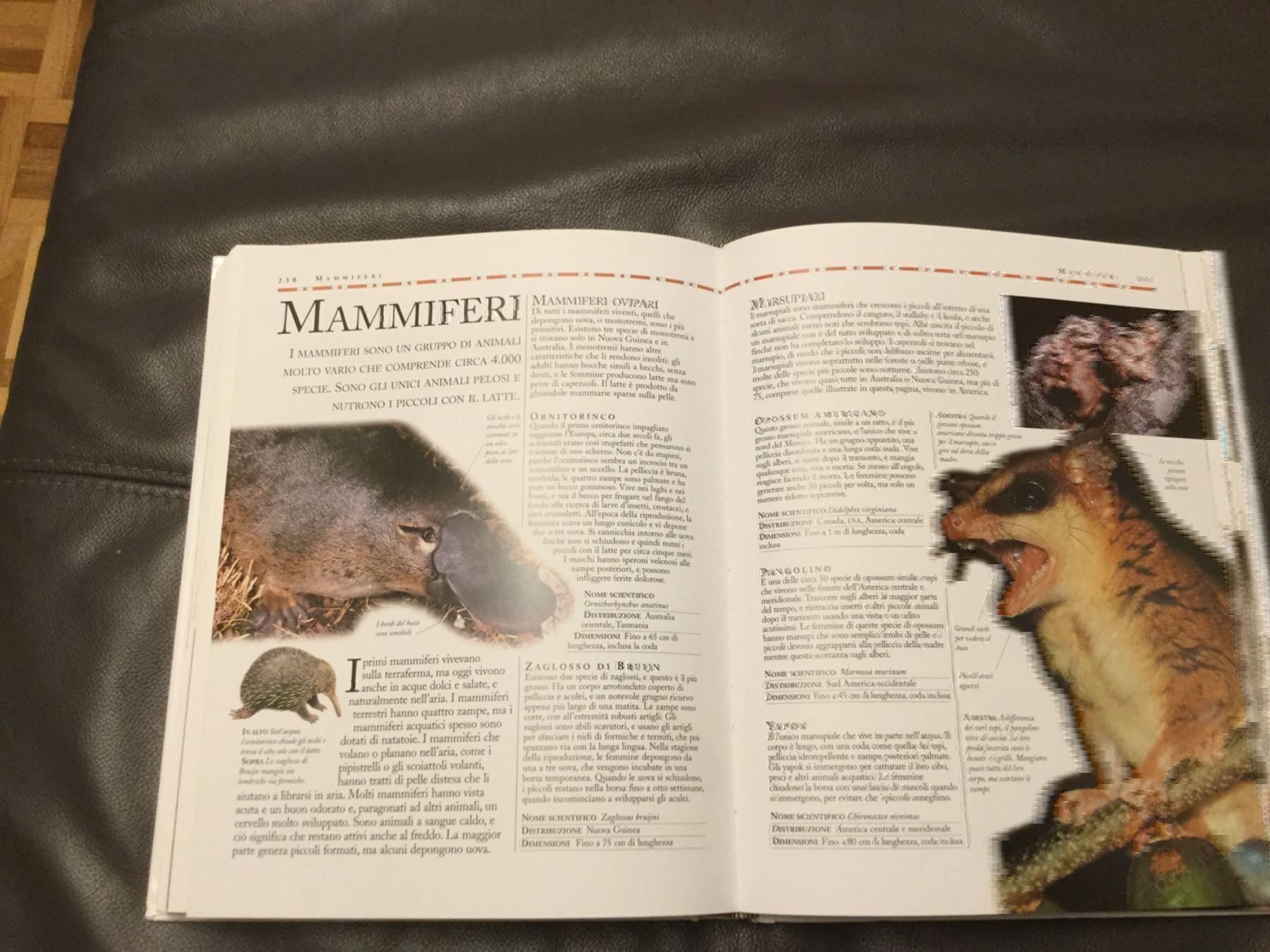 Libri: Enciclopedia degli animali – Usato da Horw venduto da Benny017 3