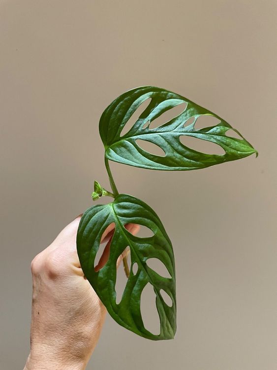 Monstera Adansonii Ableger