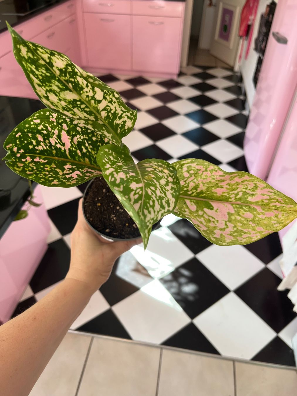 Piante & sementi: Aglaonema plante d’intérieur – Usato da Porrentruy venduto da Madamebovary