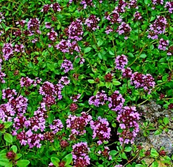 Piante & sementi: 100 Thymian Samen, Graines de Thym, Semi Timo, Thyme Seeds – Nuovo e nell'imballaggio originale da Rovio venduto da POSITIFFARTandPLANTS