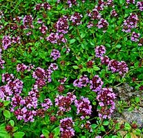 Ab 5.-fr 10 Thymian Samen Graines Thym Semi Timo Thyme Seeds