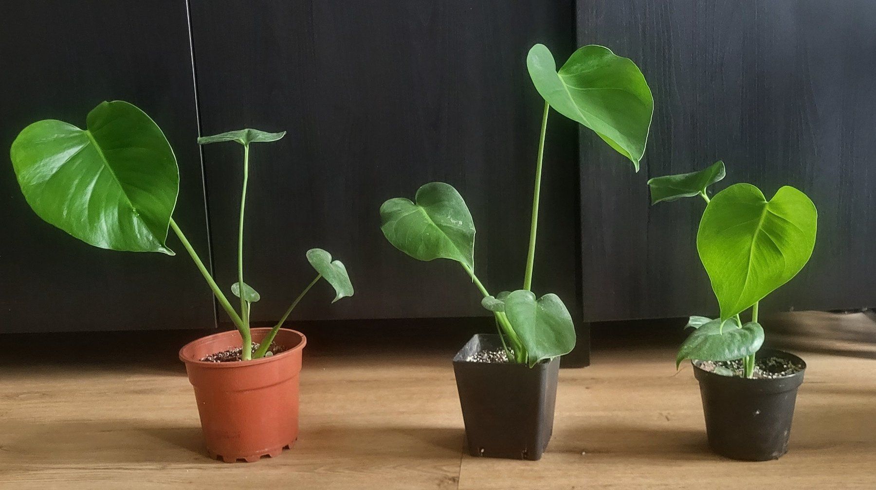 Piante & sementi: Monstera Deliciosa S/M – Usato da Pregassona venduto da maslud