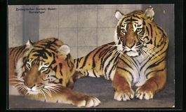 Basel, Zwei Sundatiger im Zoologischen G