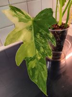 Philodendron Radiatum Variegata
