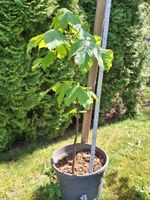 Ahornbaum Jungpflanze im Topf, ca. 60cm, zum Einpflanzen!