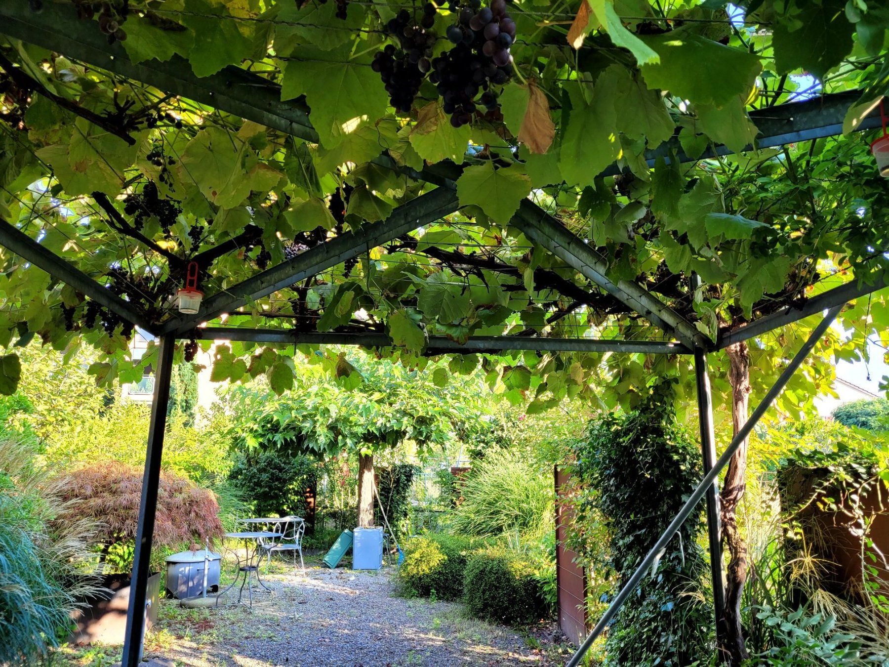 Rifugi: Stabile Gartenpergola – Usato da Winterthur venduto da Barbarav 3