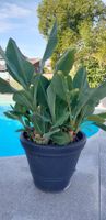 Musella Lasiocarpa Golden Lotus Banane2 mit Topf 🌴