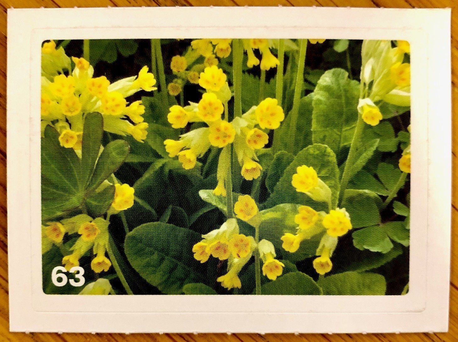 Migros Carte collezionabili: Migros Nature Detectives - Bild Nr. 63 – Nuovo (secondo la descrizione) da Oberrieden venduto da Zimmerberg10
