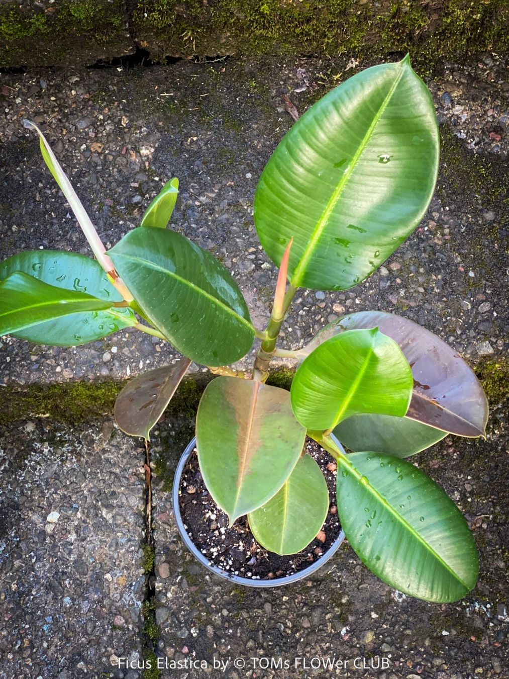 Piante & sementi: Ficus Elastica - rund 70cm Gummi-Bäumchen – Nuovo e nell'imballaggio originale da Adliswil venduto da TAKEYOURPLANT 2