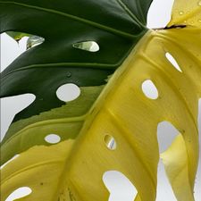 Profile image of LeafandLove