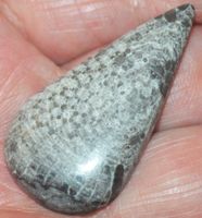 Cabochon L-718 – Helles Schlangen Fossil - 43x22mm