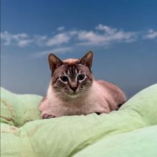 Profile image of Esteban