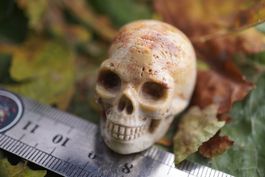 Koralle Versteinert Skull 40mm  –Edelsteinstube Rausverkauf