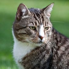Profile image of Gattonella