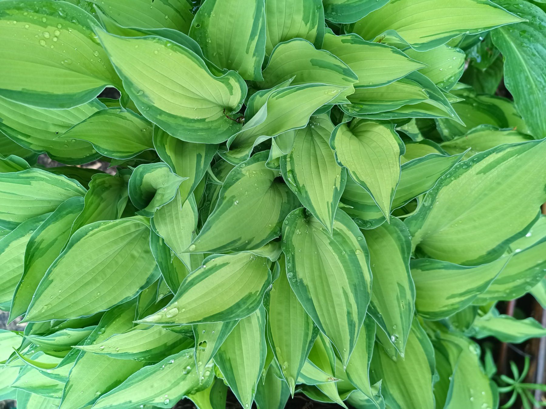 Pflanzen & Samen: Hosta – Gebraucht aus Zug von SirGoldFish 1