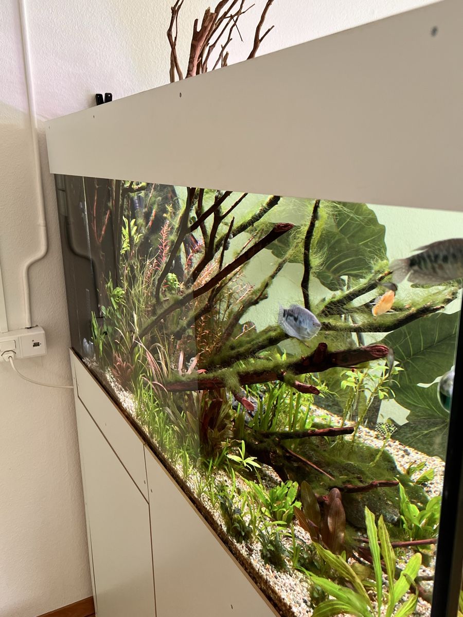 Acquari: Aquarium ohne Innhalt mit Zubehör – Usato da Walkringen venduto da ise_v5dn