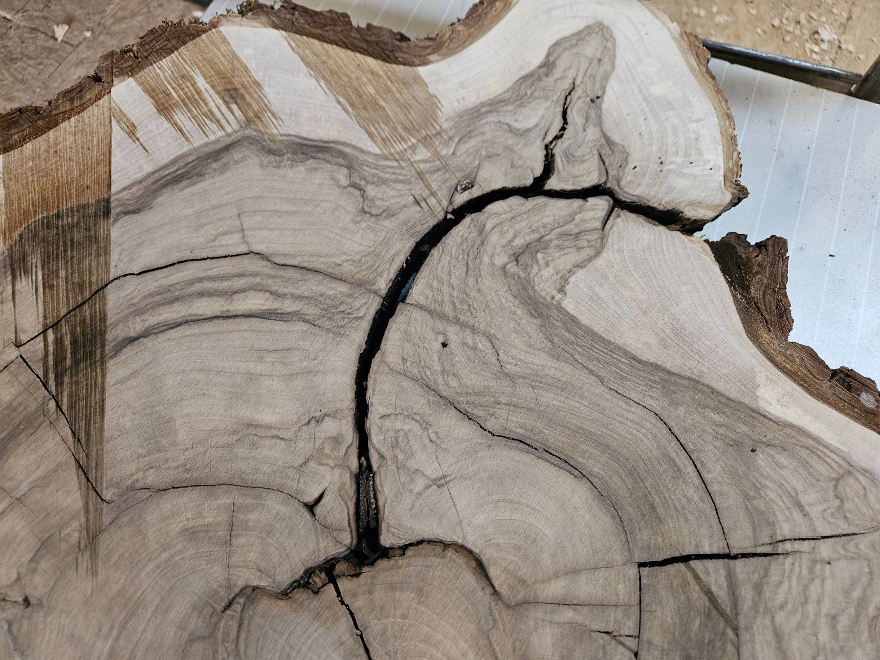 Holzartikel: Nussbaum Holz Baumscheibe – Neu (gemäss Beschreibung) aus Schangnau von egli6.2 4