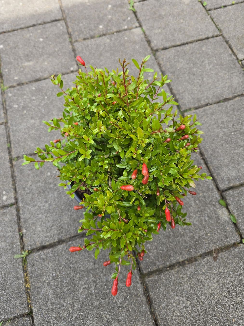 Piante & sementi: Blühende Granatapfel Bonsai Stil – Nuovo (secondo la descrizione) da Aarburg venduto da popkorn65 1