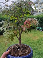 Acer palmatum Deshojo ca..13-14 jahre alt 