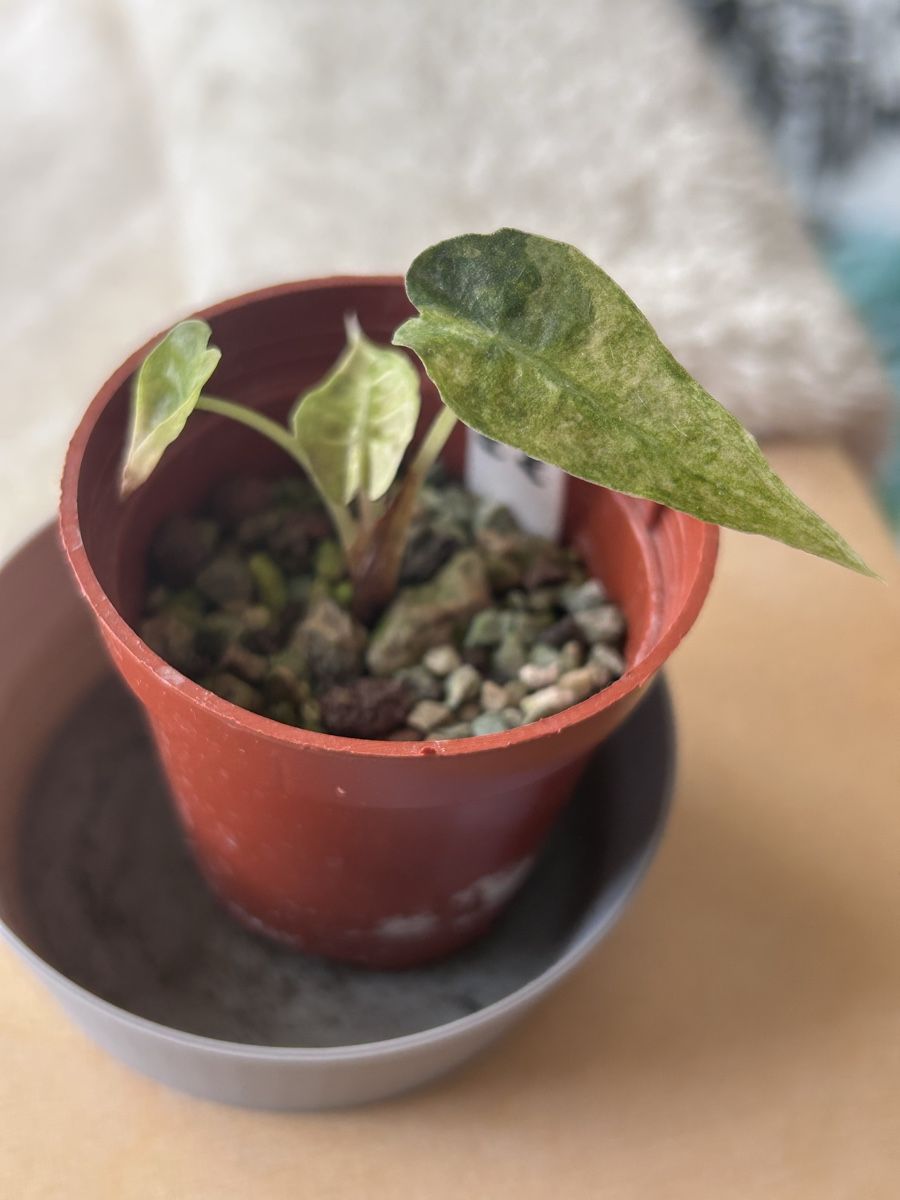 Pflanzen & Samen: Alocasia Polly Aurea – Neu (gemäss Beschreibung) aus Scherzingen von Elefantenohr.ch 1