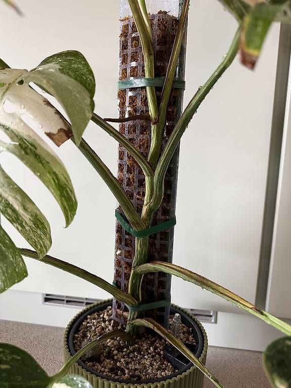 Piante & sementi: Monstera Albo Variegata à vendre – Usato da Daillon venduto da bugle83 3