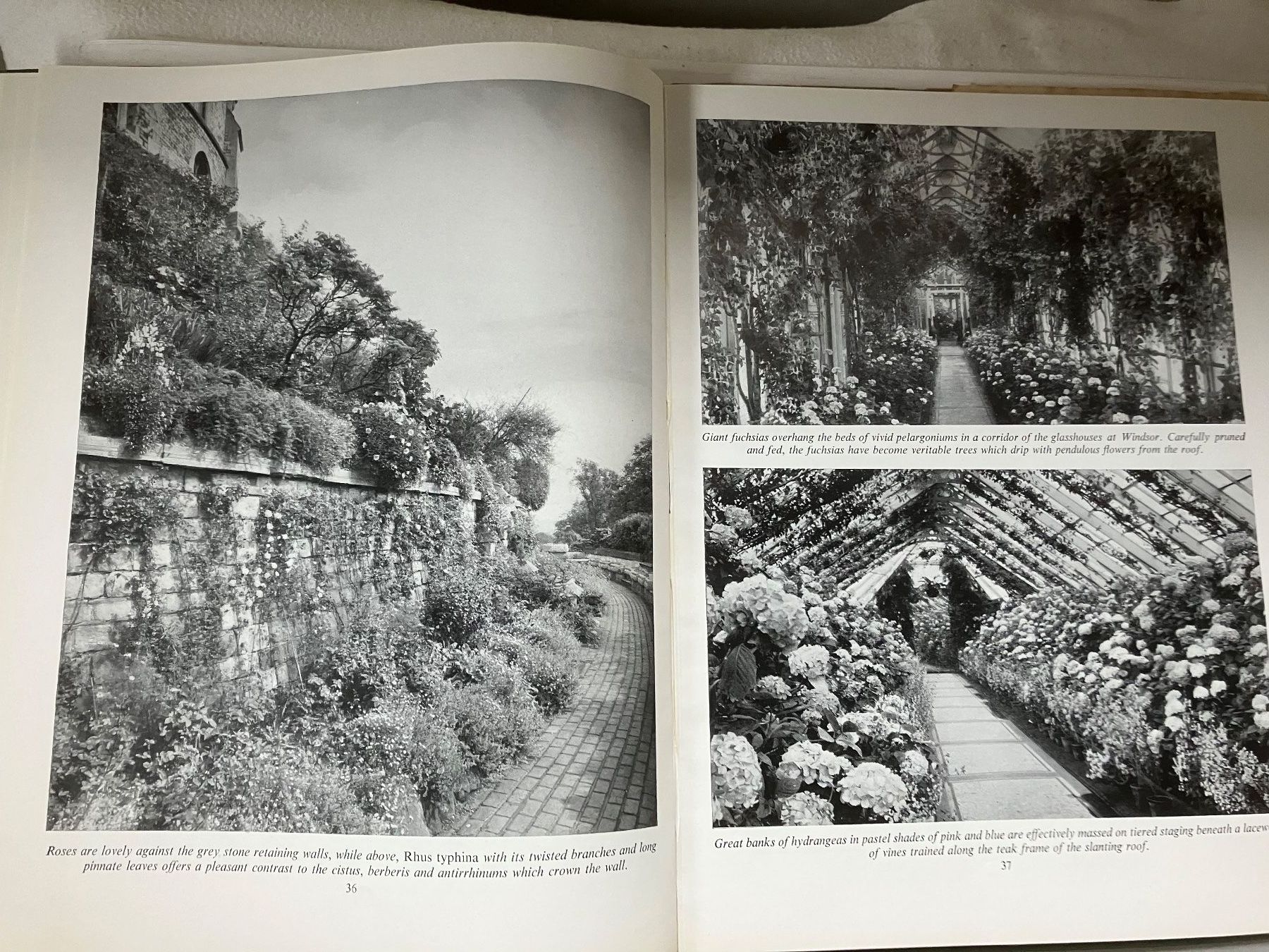 Libri: Royal Gardens  Lanning Roper – Usato da ZUERICH venduto da Carolus1 7