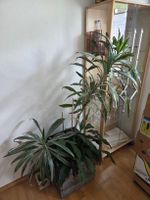 Zimmerpflanzen 3 in einem Topf