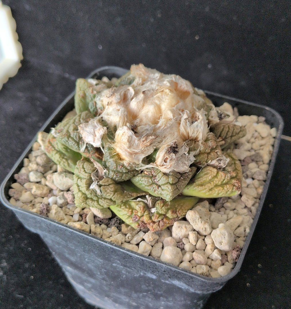 Plantes & graines: Ariocarpus fissuratus – D'occasion à Vuisternens-Romont par Cold_cactus 1