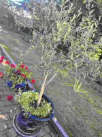 Olivenbaum 1.80m in blauem Keramiktopf mit Blumen