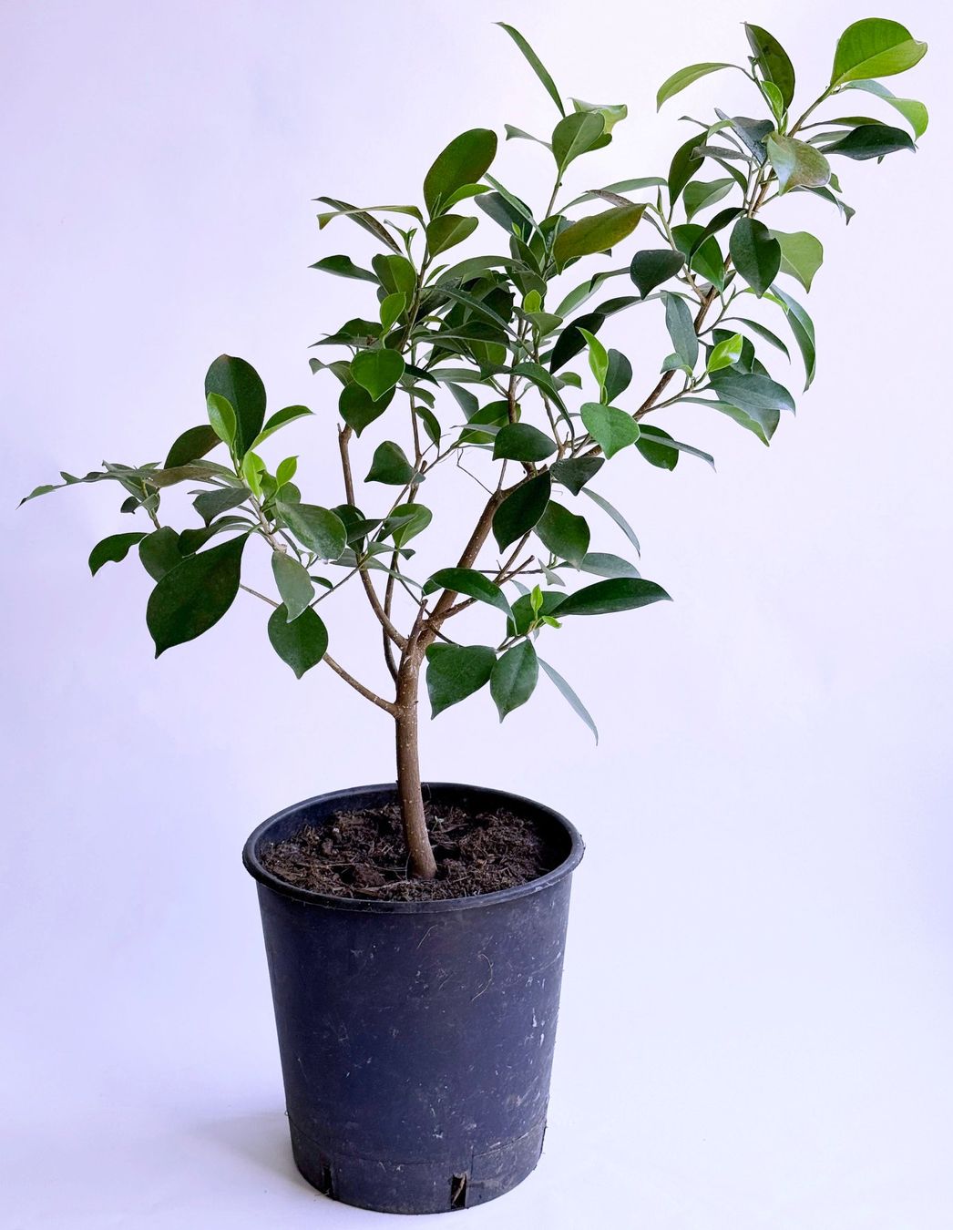 Plantes & graines: FICUS BENJAMINI/BIRKENFEIGE ***** – Neuf (Voir description) à Dübendorf par Orchid18 2